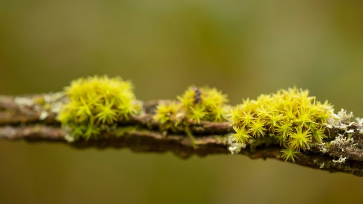 Moss and lichen covered branch in early Autumn at Woodchester Park, Gloucestershire